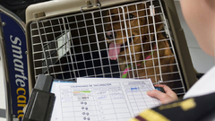 米ＣＤＣ、犬の輸入規定を７０年ぶりに改訂提案、狂犬病の侵入防止
