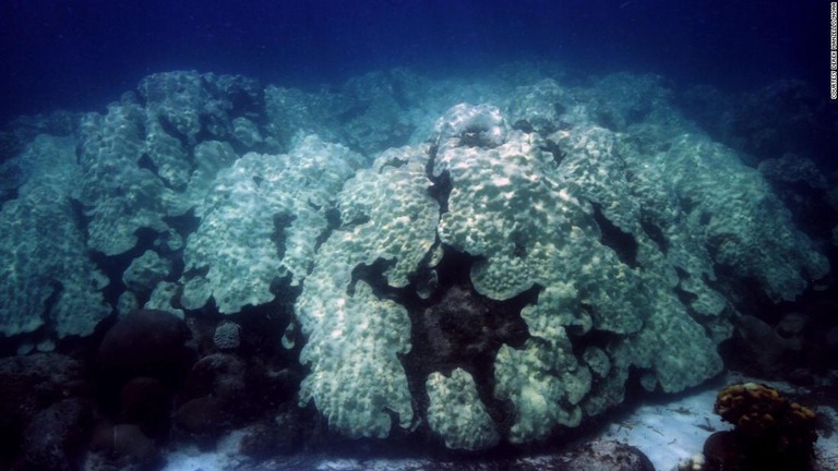 白化したサンゴは必ずしも死にはしないが、海水温の高い状態が続けばその可能性は増す/Courtesy Derek Manzello/NOAA