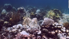 フロリダ周辺の海水温が異常な上昇、サンゴの深刻な影響懸念