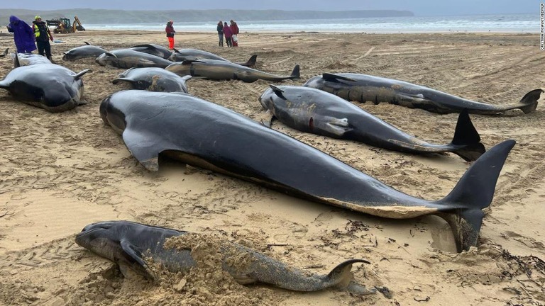 スコットランド・ルイス島の海岸にゴンドウクジラの群れが座礁しているのが見つかった/Cristina McAvoy/BDMLR 