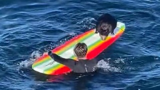 米加州沿岸でサーファーからサーフボードを奪い取るラッコが現れ、人々を驚かせている