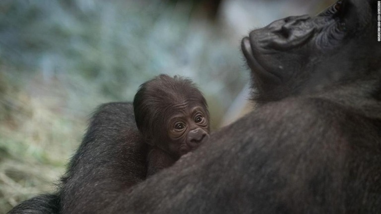 米オハイオ州の動物園で、オスだと思っていたゴリラが実はメスで、赤ちゃんを出産していたことがわかった/Columbus Zoo and Aquarium