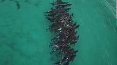 西オーストラリアでクジラが集団座礁、５１頭が死ぬ