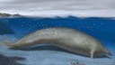 化石発見の巨大クジラ、史上最も重い動物か　推定体重８５～３４０トン