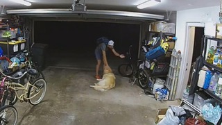自転車泥棒に入った家の飼い犬としばし戯れる男の動画を警察が公開した