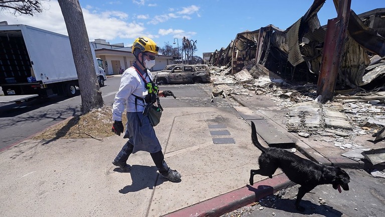 遺体捜索犬とともに現場に入る捜索救助チーム＝１２日、マウイ島フロントストリート付近/Rick Bowmer/AP