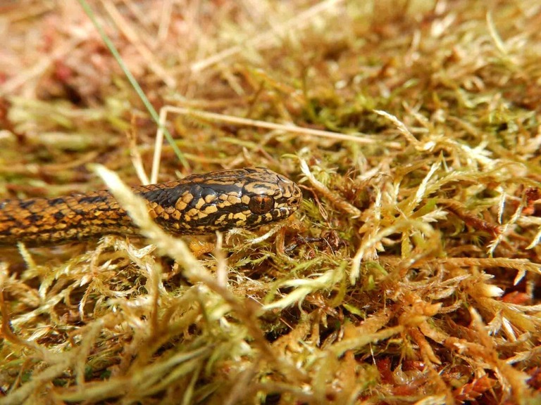 「Ｔ・ハリソンフォーディ」はペルーの湿地で発見された/E. Lehr