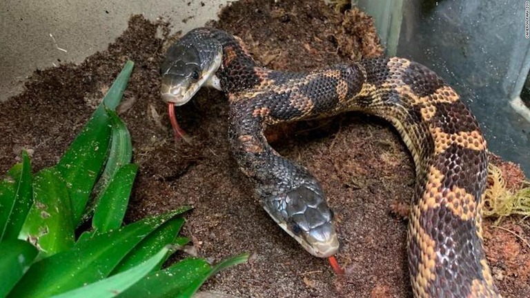 米テキサス州の動物園に戻ってきた双頭のヘビ「パンチョ・アンド・レフティー」/Cameron Park Zoo