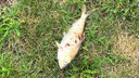 空から落ちてきた魚で停電、「容疑者」はミサゴ　米ニュージャージー州