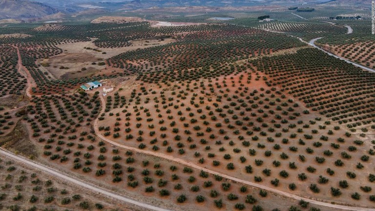 スペイン・ハエンに植えられたオリーブの木々の空撮画像/Carlos Gil/Getty Images