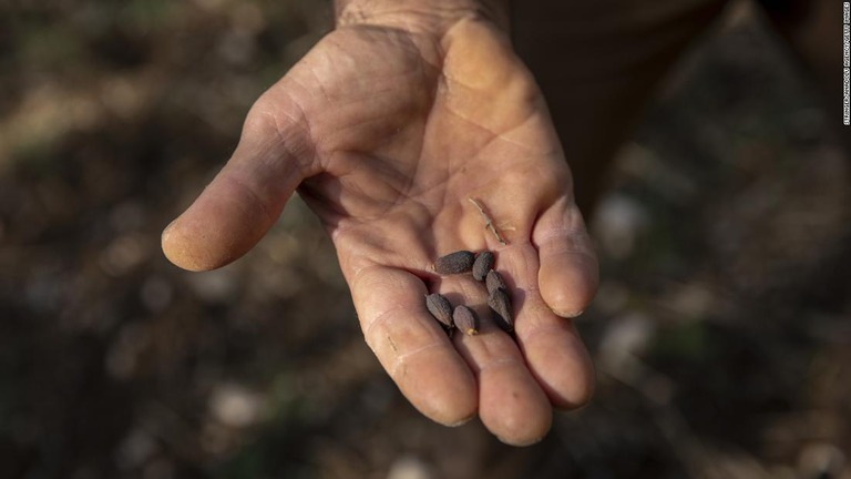 乾燥させたオリーブの実。伊中南部ポスティリオーネのオリーブ畑で生産されている/Stringer/Anadolu Agency/Getty Images