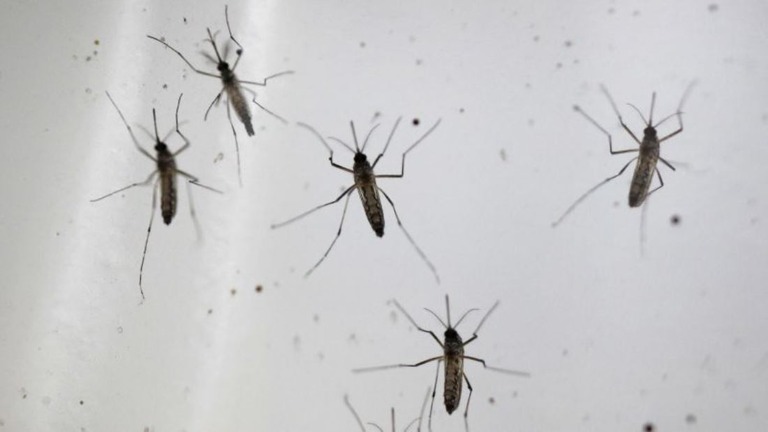 米東部２州で蚊が媒介する「東部ウマ脳炎」の感染例が報告された/Edgar Su/Reuters