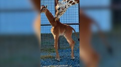 模様のないキリンの赤ちゃん誕生、飼育下で上野動物園以来か　米テネシー州