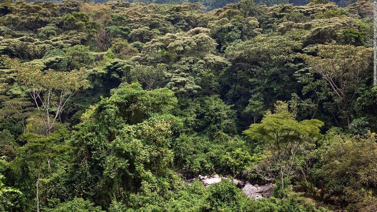 ウガンダの熱帯雨林/Martin Zwick/REDA&CO/Universal Images Group/Getty Images