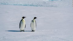 コウテイペンギンのヒナが全滅、南極の海氷消失で壊滅的影響