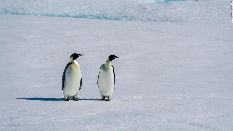 南極の海氷の上に佇むコウテイペンギンのつがい/Sergio Pitamitz/VWPics/AP