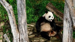 米国立動物園のジャイアントパンダ、米国で最後の誕生祝い　１２月に３頭が中国返還