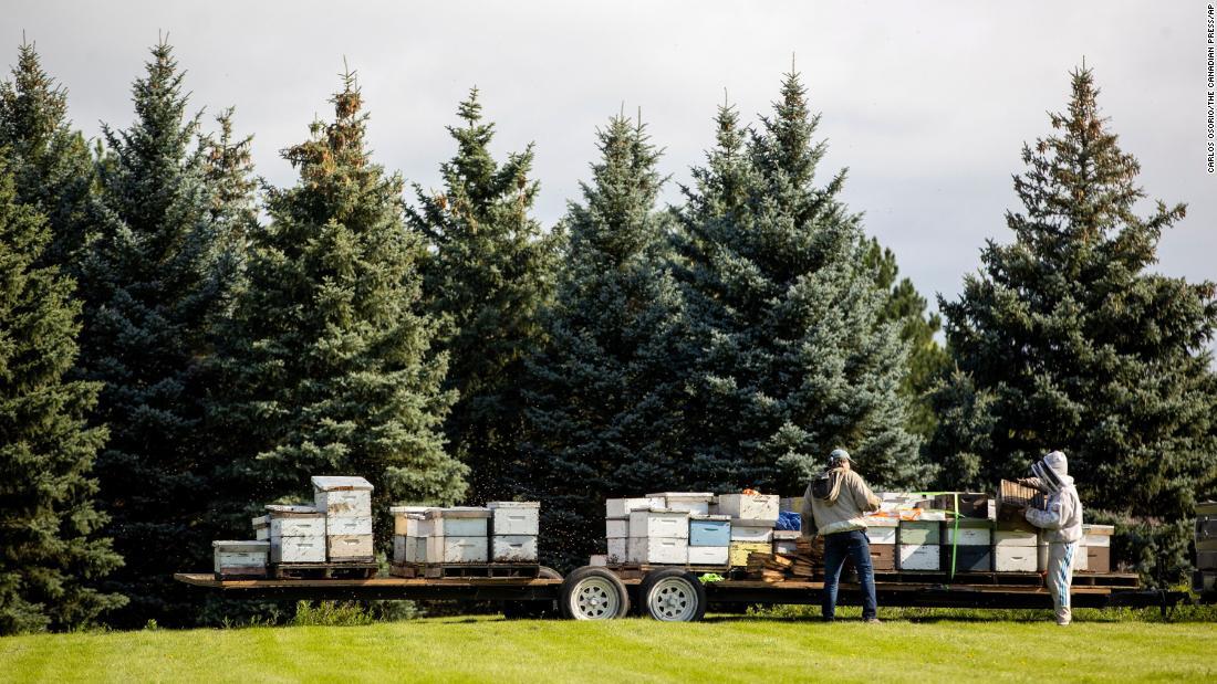 ミツバチを元の場所へ戻す養蜂家＝８月３０日、カナダ・オンタリオ州バーリントン/Carlos Osorio/The Canadian Press/AP