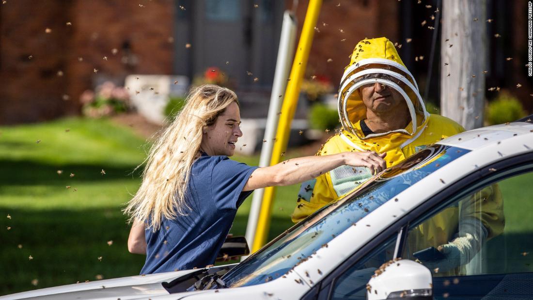 車両からミツバチを取り除く養蜂家ら＝８月３０日/Carlos Osorio/The Canadian Press/AP