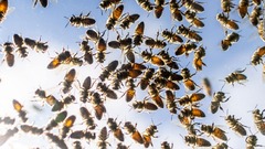 道路上にミツバチ５００万匹の大群、トラックから巣箱が落下　カナダ