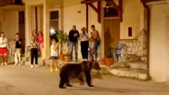 絶滅危惧種のクマ射殺、男性を起訴へ　イタリア中部