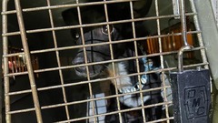 探し続けた飼い主に朗報　米空港で行方不明の愛犬、３週間ぶり無事発見