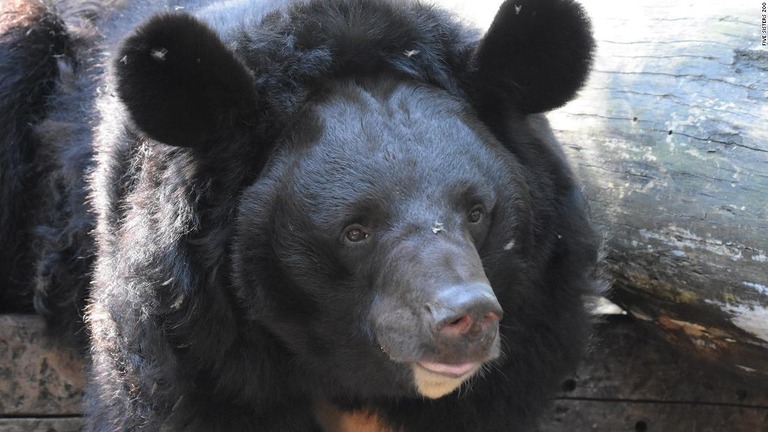 ウクライナの動物園で救出されたツキノワグマをスコットランドの動物園が引き取る/Five Sisters Zoo