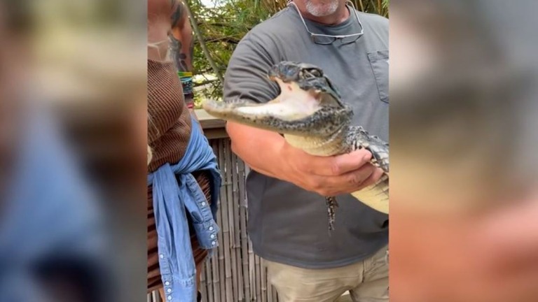 米フロリダ州で上あごを失ったワニが救出され、ワニ園が引き取ることになった/From Gatorland