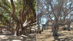山火事で焼けた樹齢１５０年の巨木に緑の葉、マウイ島復興へ希望の兆し