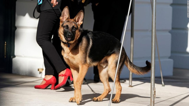 バイデン米大統領の愛犬コマンダーがまたかみつき騒ぎを起こした/Joshua Roberts/Reuters