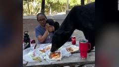 クマ現れテーブルの料理むさぼり食い、家族座ったまま動けず　メキシコ