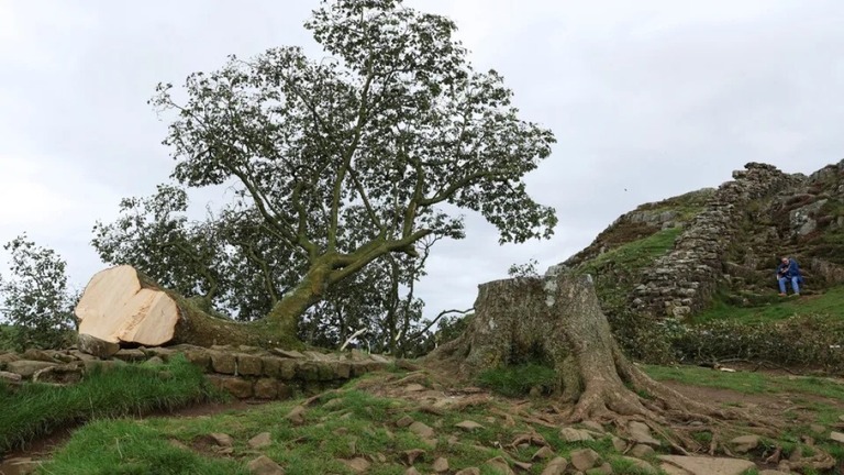 ２０１６年にイングランドの木に選ばれた名木が切り倒され１６歳の少年が逮捕された/Lee Smith/Reuters