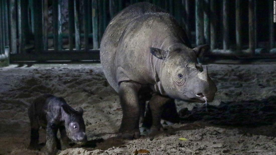 母親の隣を歩くスマトラサイの赤ちゃん=9月30日、インドネシア・スマトラ島南部ランプン州の国立公園/Antara Foto/Reuters