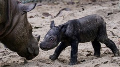 絶滅危惧種のスマトラサイに赤ちゃん誕生　インドネシア