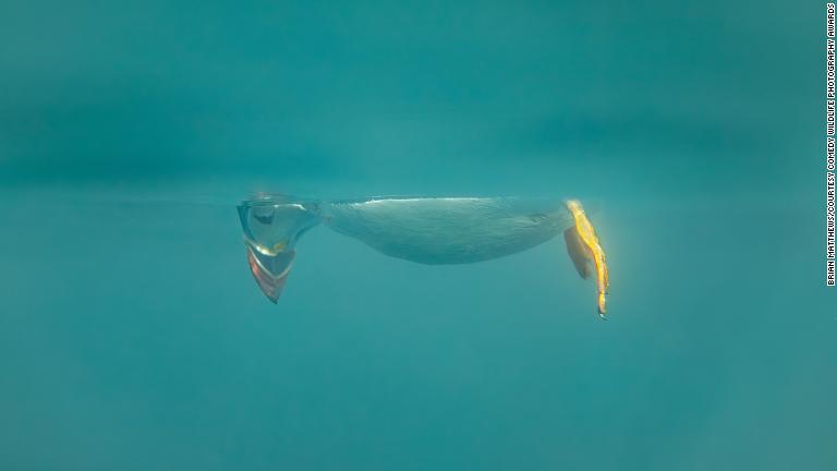 英イングランド・ノーサンバーランド沖のファーン諸島近海で海中のクラゲを見つめるツノメドリ/Brian Matthews/Courtesy Comedy Wildlife Photography Awards
