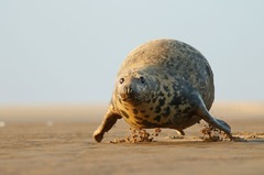 まん丸アザラシや万歳カンガルー　愉快な動物のコメディー写真賞、最終候補作品発表