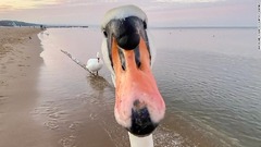 ポーランドの海岸でカメラマンに並々ならぬ関心を寄せてくるハクチョウ