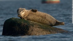 日光浴をしてくつろぐスタテン島のアザラシ