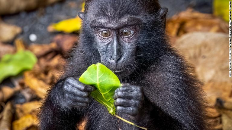 手にした葉を食い入るように見つめるインドネシア・スラウェシ島のサル/Matti Rauvala/Courtesy Comedy Wildlife Photography Awards