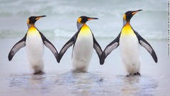 仲良く手をつないでいるように見えるフォークランド諸島のオウサマペンギン