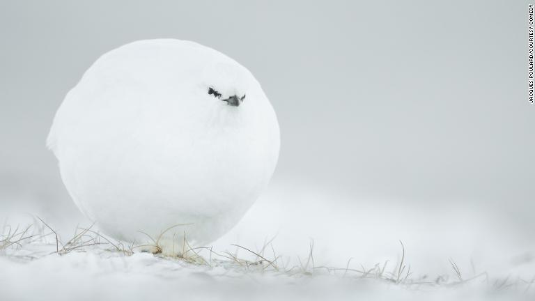 冬の寒さに備え、自ら雪玉のような体になったライチョウ/Jacques Poulard/Courtesy Comedy