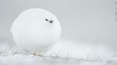 冬の寒さに備え、自ら雪玉のような体になったライチョウ