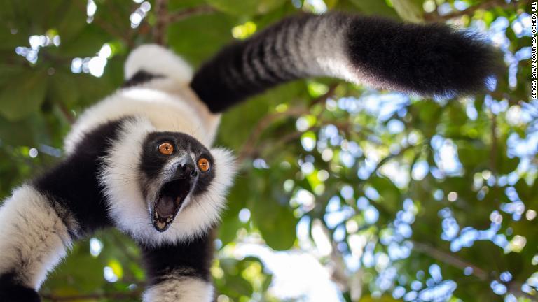 叫び声を上げるマダガスカル島のエリマキキツネザル/Sergey Savvi/Courtesy Comedy Wil