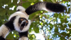 叫び声を上げるマダガスカル島のエリマキキツネザル