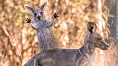 手のひらを思い切り広げてポーズを決めるカンガルーの子ども＝メルボルン郊外のウェスターフォールズ公園
