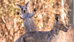 手のひらを思い切り広げてポーズを決めるカンガルーの子ども＝メルボルン郊外のウェスターフォールズ公園