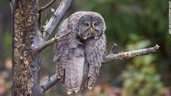 樹上で前屈みになるカラフトフクロウ＝米ワイオミング州の国立公園