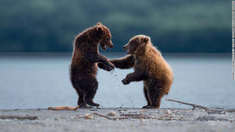 友情を確認し合うクマ？＝米アラスカ州カットマイ国立公園保護区/Thomas Vijayan/Courtesy Comedy Wildlife Photography Awards