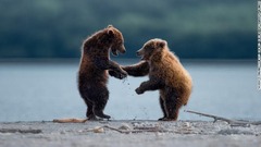 友情を確認し合うクマ？＝米アラスカ州カットマイ国立公園保護区
