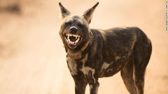 南アの国立公園でカメラに向けて真っ白な歯（牙）を見せるリカオン